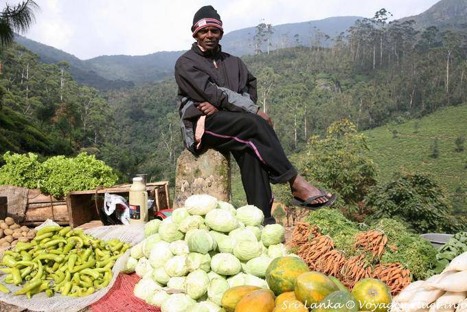 Vendeur de choux, piments, carottes et salades sur les hauts de Nuwara Eliya - Ceylan Sri Lanka