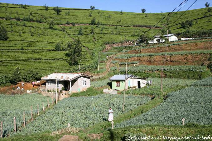 Culture vivrière vers Tawalantenne - Ceylan Sri Lanka
