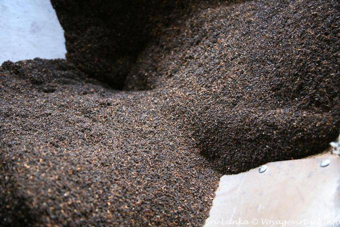 Ecoulement du thé noir produit à la Glenloch tea factory, Nuwara Eliya - Ceylan Sri Lanka
