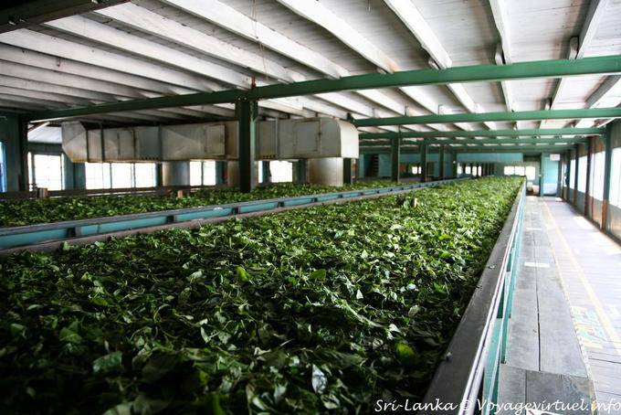 Nurserie des théiers à la Glenloch Tea Factory, environs de Nuwara Eliya - Ceylan Sri Lanka