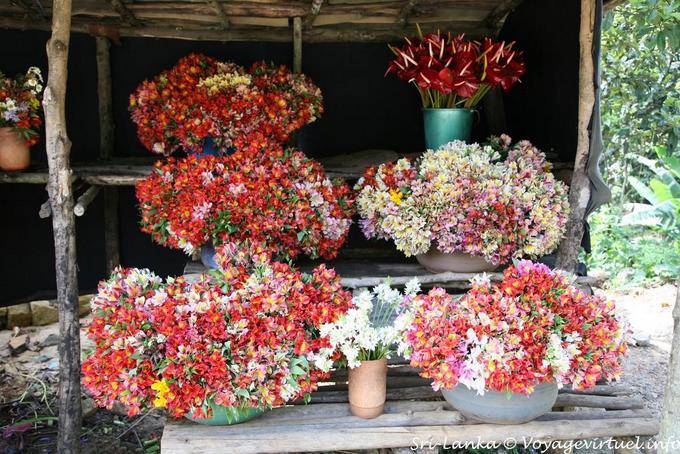 Collection de freesias, fleuriste au bord de la PBC Highway, environs de Nuwara Eliya - Ceylan Sri Lanka
