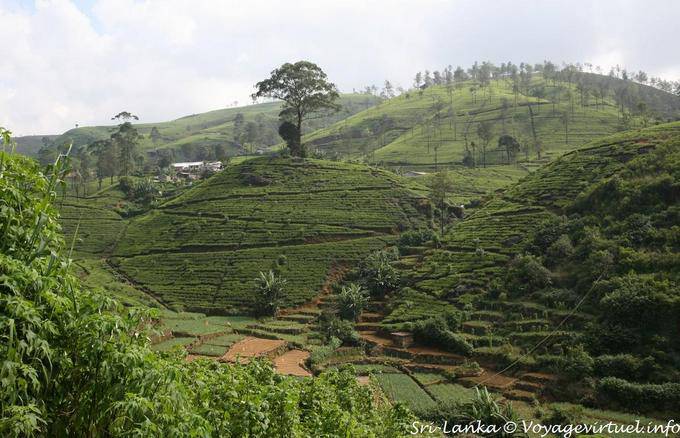 Vallons et collines de la plantation, Tea road, Nuwara Eliya - Ceylan Sri Lanka