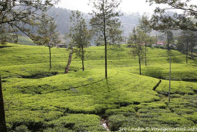 Pour cultiver le thé, la lumière doit être diffuse : on plante donc de grands arbres qui, tout équilibrant l'écologie du sol, tamisent les rayons du soleil, Tea road - Ceylan Sri Lanka