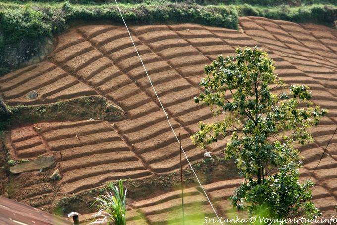 Préparation de la plantation avant le repiquage des théiers, Tea road entre Ramboda et Nuwara Eliya - Ceylan Sri Lanka