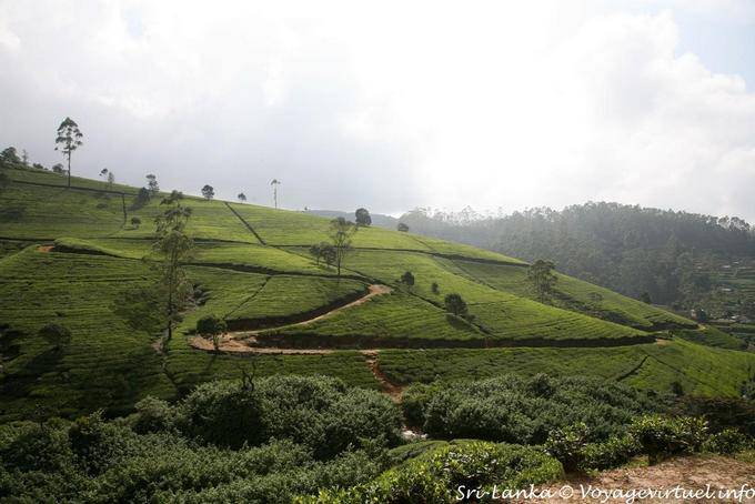 Plantation de thé, forêt de petits arbres ne dépassant pas 1,5 m de haut, Nuwara Eliya - Ceylan Sri Lanka