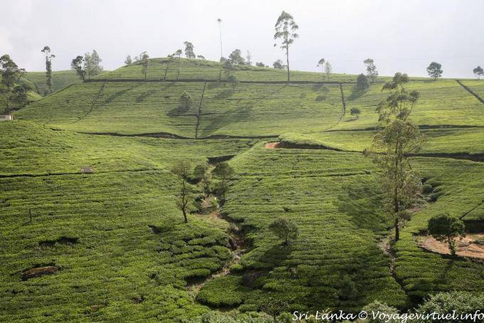 Géométrie particulière de la plantation façonnée par l'homme, Tea road, Nuwara Eliya - Ceylan Sri Lanka