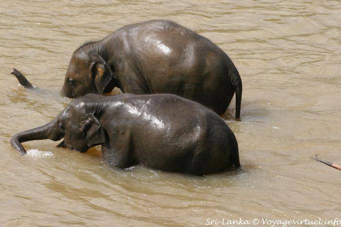 Bain des éléphants dans la rivière Ma Oya, Pinnawela Elephant Orphanage - Ceylan Sri Lanka