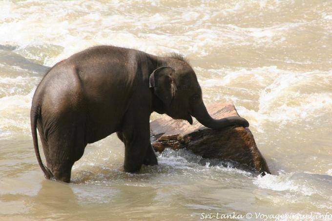 Jeu avec le rocher dans la rivère de l'éléphanteau, Pinnawela - Ceylan Sri Lanka