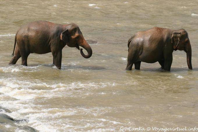 Prise de boisson dans la Ma Oya, Pinnawela éléphants - Ceylan Sri Lanka
