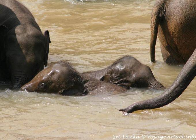 Pinnawela, couple de petits éléphants au bain - Ceylan Sri Lanka