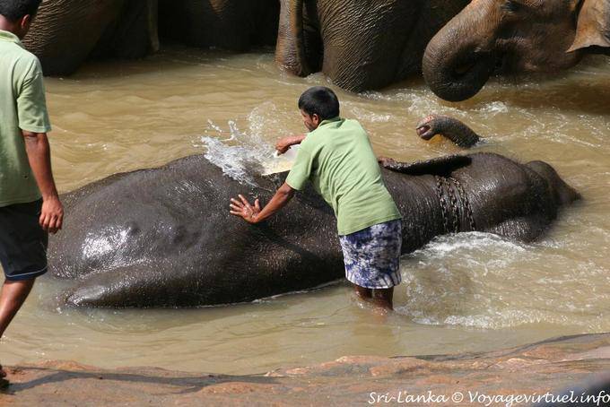 Brossage de l'éléphant, orphelinat de Pinnawela - Ceylan Sri Lanka