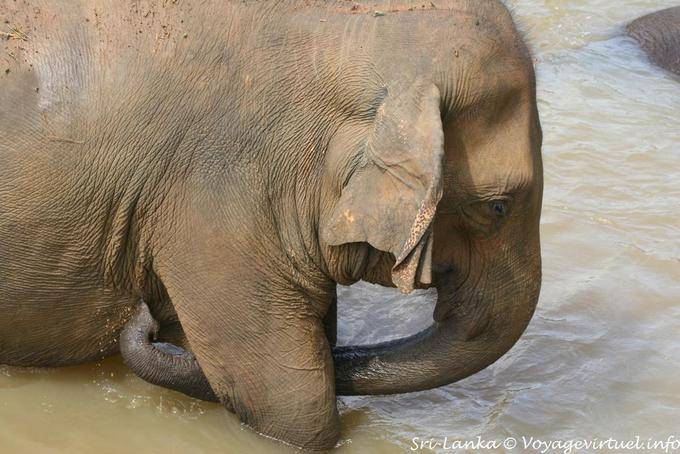 Pinnawela, éléphant au bain dans la Maha Oya river - Ceylan Sri Lanka