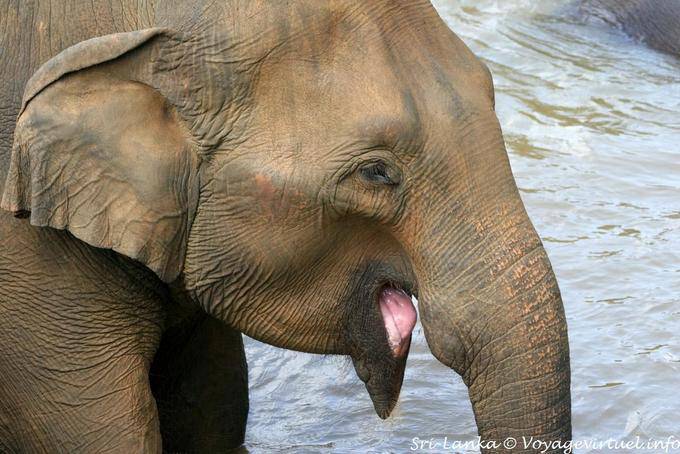 Eléphant qui tire la langue, Pinnawela - Ceylan Sri Lanka