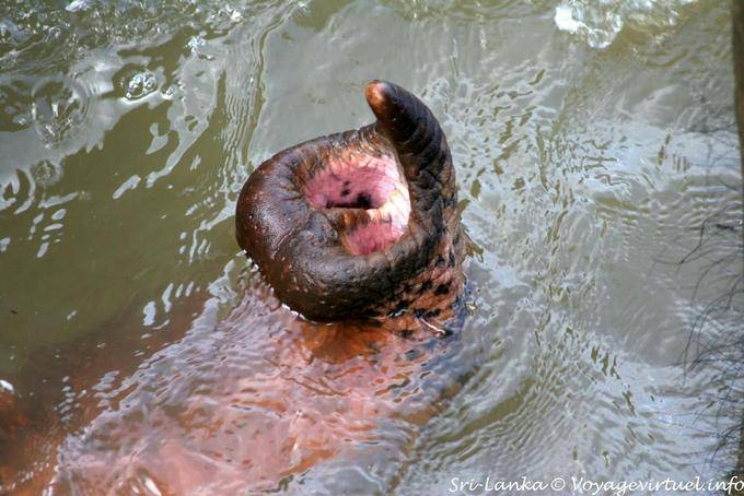 Bout de trompe en forme de poire de l'éléphant d'Asie, Pinnawela - Ceylan Sri Lanka