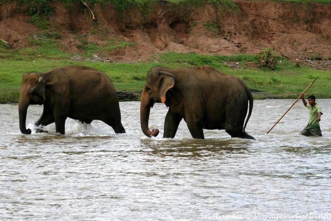 Poursuite dans la rivière par le gardien des éléphants, Pinnawela - Ceylan Sri Lanka