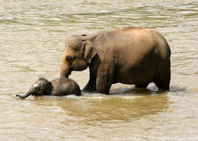 Initiation de l'éléphanteau à la baignade avec sa mère, Pinnawela Orphanage - Ceylan Sri Lanka