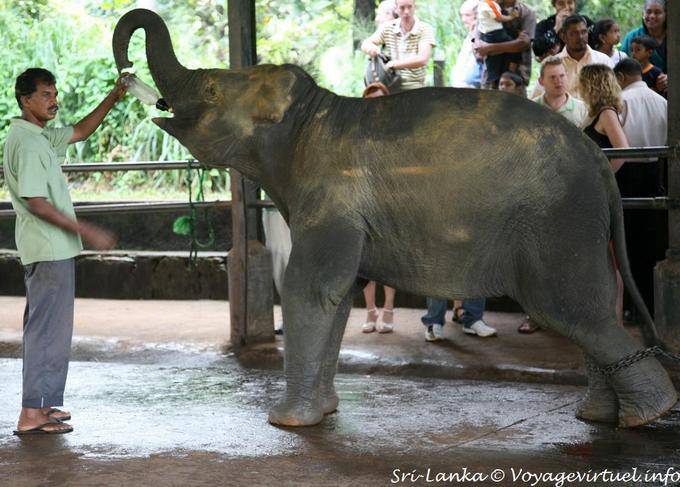 Biberon pour l'éléphanteau à la nursery du Pinnawela Elephant Orphanage - Ceylan Sri Lanka