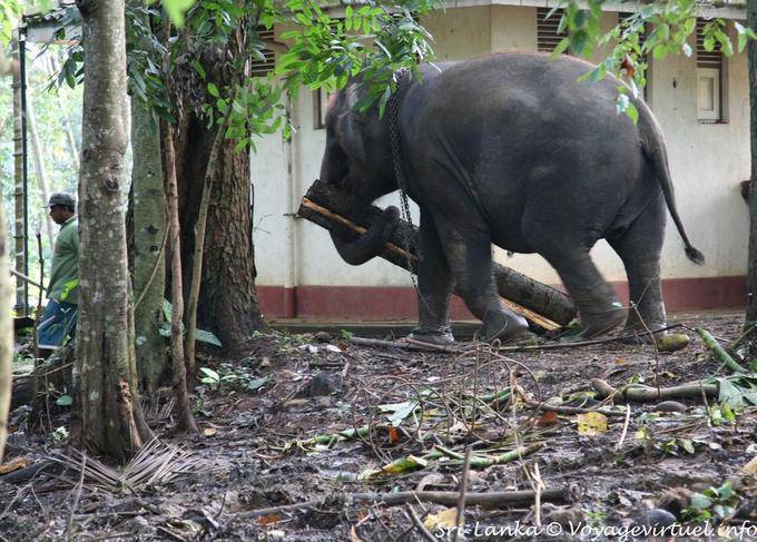 Portage de tronc d'arbre par un éléphant d'Asie, Pinnawela - Ceylan Sri Lanka