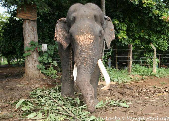 Vieux mâle avec ses défenses d'ivoire, Pinnawela Elephant Orphanage - Ceylan Sri Lanka