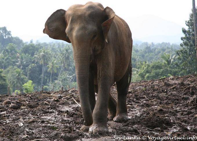 Pinnawela, éléphants sauvages vivant majoritairement en semi-liberté - Ceylan Sri Lanka