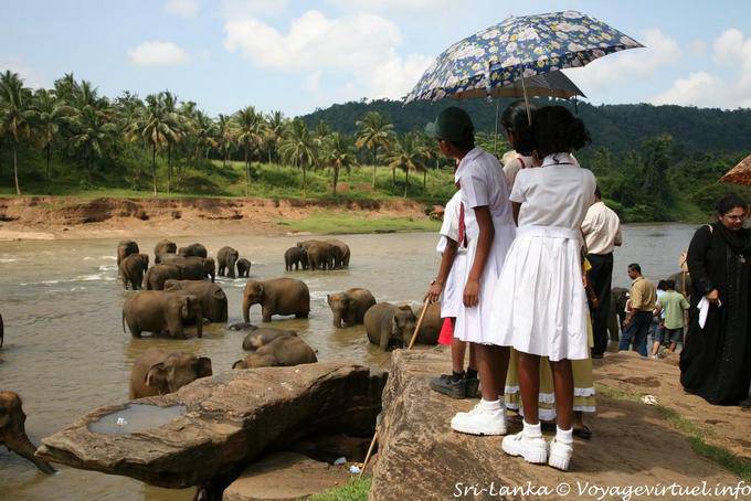 Ecolières en robe blanche admirant les éléphants au bain, Pinnawela - Ceylan Sri Lanka