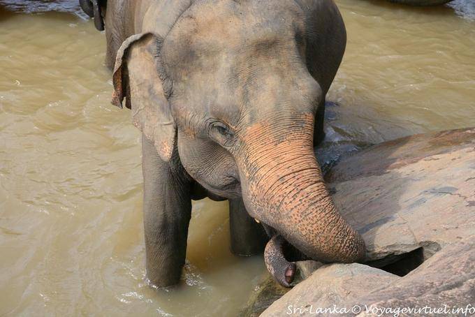Pinnawela, un éléphant ça trompe énormément - Ceylan Sri Lanka
