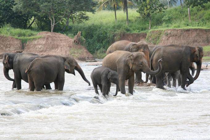 Harde d'éléphants dans les rapides de la Maha Oya, Pinnawela - Ceylan Sri Lanka