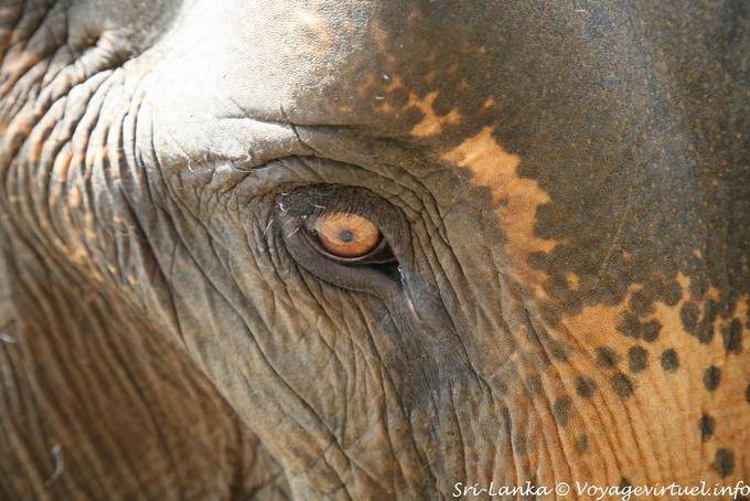 Oeil d'éléphant d'Asie en gros-plan, Pinnawela - Ceylan Sri Lanka
