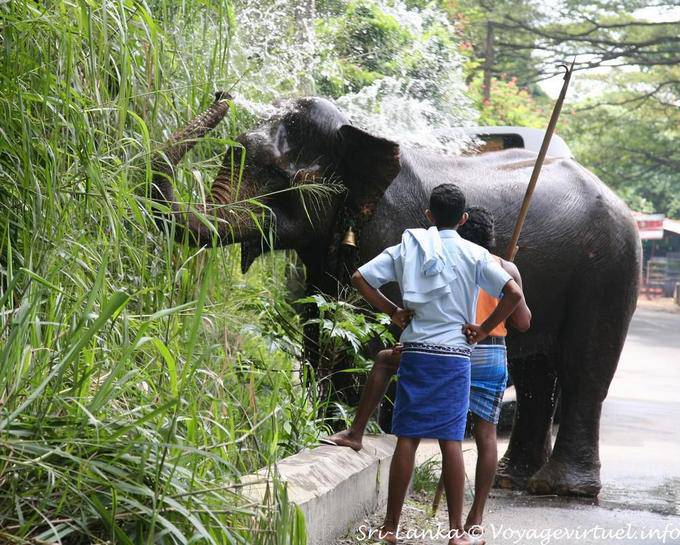 Eléphant s'arrosant avec sa trompe au bord de la route, Pinnawela - Ceylan Sri Lanka