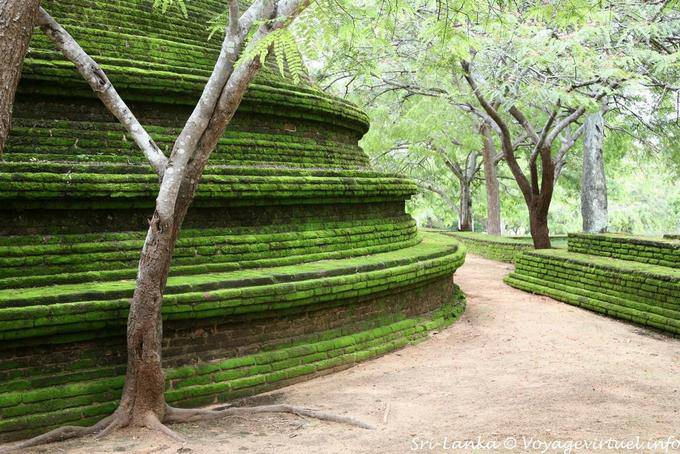 Base pleine de mousse d'un grand stupa, Alahana Pririvena, Polonnaruwa - Ceylan Sri Lanka