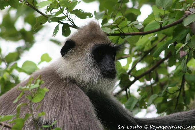 Singe dans un arbre près du Gal Vihara, Polonnaruwa - Ceylan Sri Lanka
