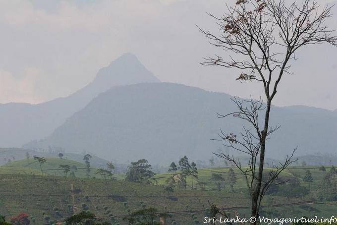 Montagne dans la brume (pic d'Adam), Province du Centre - Ceylan Sri Lanka