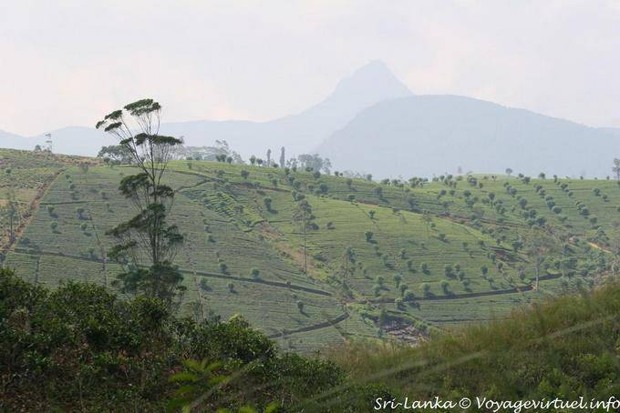 Colline dessinée par les plantations de théiers, pic d'Adam en arrière-plan - Ceylan Sri Lanka