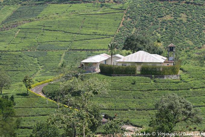 Fabrique de thé, Province du Centre - Ceylan Sri Lanka