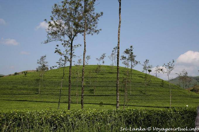 Colline de théiers entre Kotagala et Hatton - Ceylan Sri Lanka