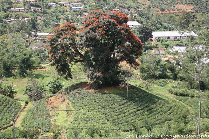 Magnifique flamboyant sur un tertre, Kalugala - Ceylan Sri Lanka