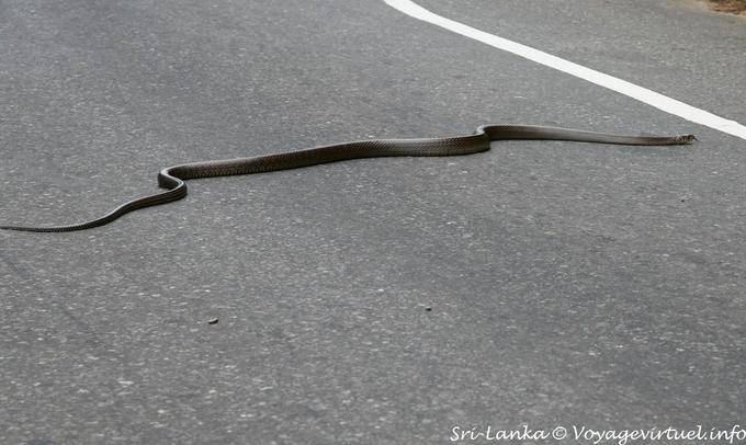 Serpent traversant la route vers Kalugala - Ceylan Sri Lanka