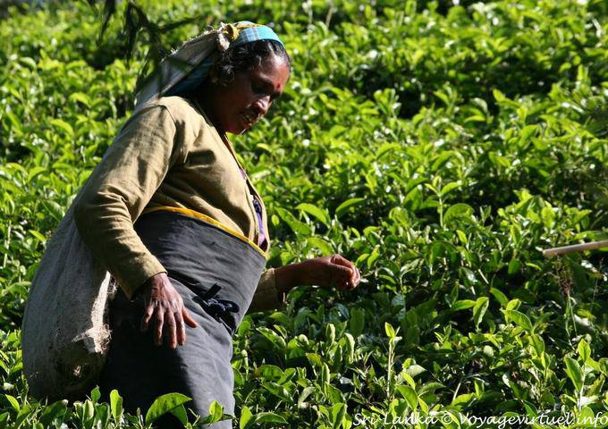 Equipement de la cueilleuse de thé, Radella Short cut road - Ceylan Sri Lanka