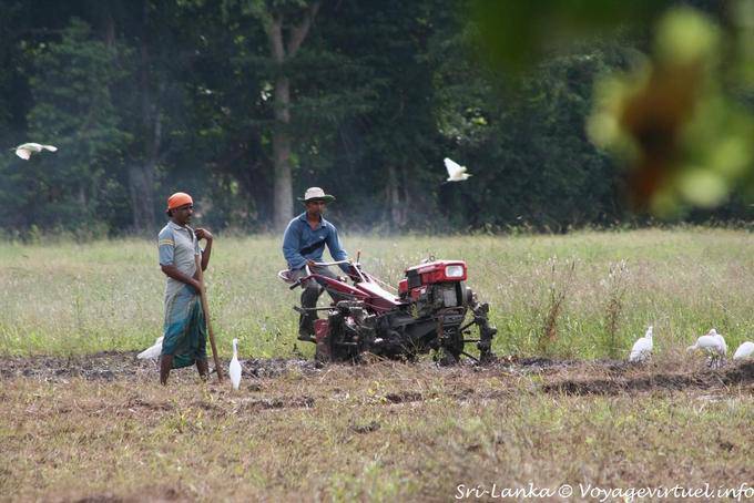 Labour dans les environs de Habarana - Ceylan Sri Lanka