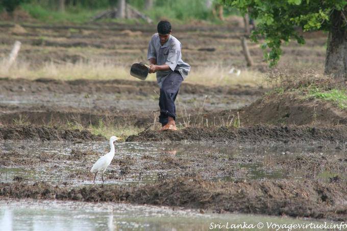Cultivateur dans une rizière vers Habarana - Ceylan Sri Lanka