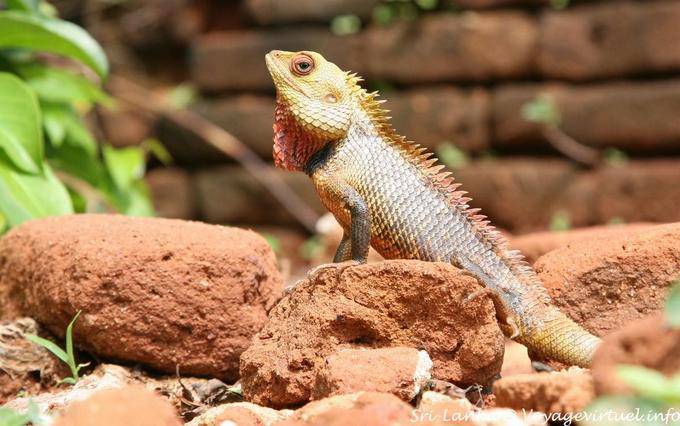 Lézard de la famille des Agamas, Sigirîya, Mount of Remembrance - Ceylan Sri Lanka