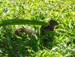 Ecureuil dans l'herbe verte, Beruwela, Ceylan Sri Lanka.