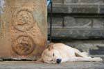 Endormissement canin dans la béatitude du sanctuaire, Gadaladeniya Temple, Kandy, Ceylan Sri Lanka.