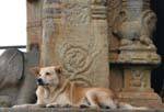 Chien montant la garde devant le sanctuaire, Gadaladeniya, Kandy, Ceylan Sri Lanka.