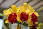 Orchidées jaune et rouge, Jardin botanique de Peradeniya, Kandy, Ceylan Sri Lanka.