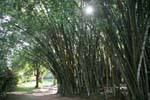 Bambouseraie de bambous géants du parc botanique, Peradeniya, Ceylan Sri Lanka.