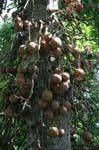 Fruits de bouddha, Cannon ball tree (Couroupita guianensis), jardin botanique, Peradeniya, Ceylan Sri Lanka.