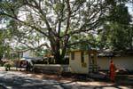 Bodhi tree (Bo) ou ficus sacré de Kurunegala, Ceylan Sri Lanka.