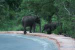 Fuite des éléphants sauvages ayant attaqué une voiture sur la route, Medirigiriya road, Ceylan Sri Lanka.