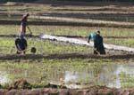 Travail d'agriculteurs dans une rizière, Nalanda, Ceylan Sri Lanka.